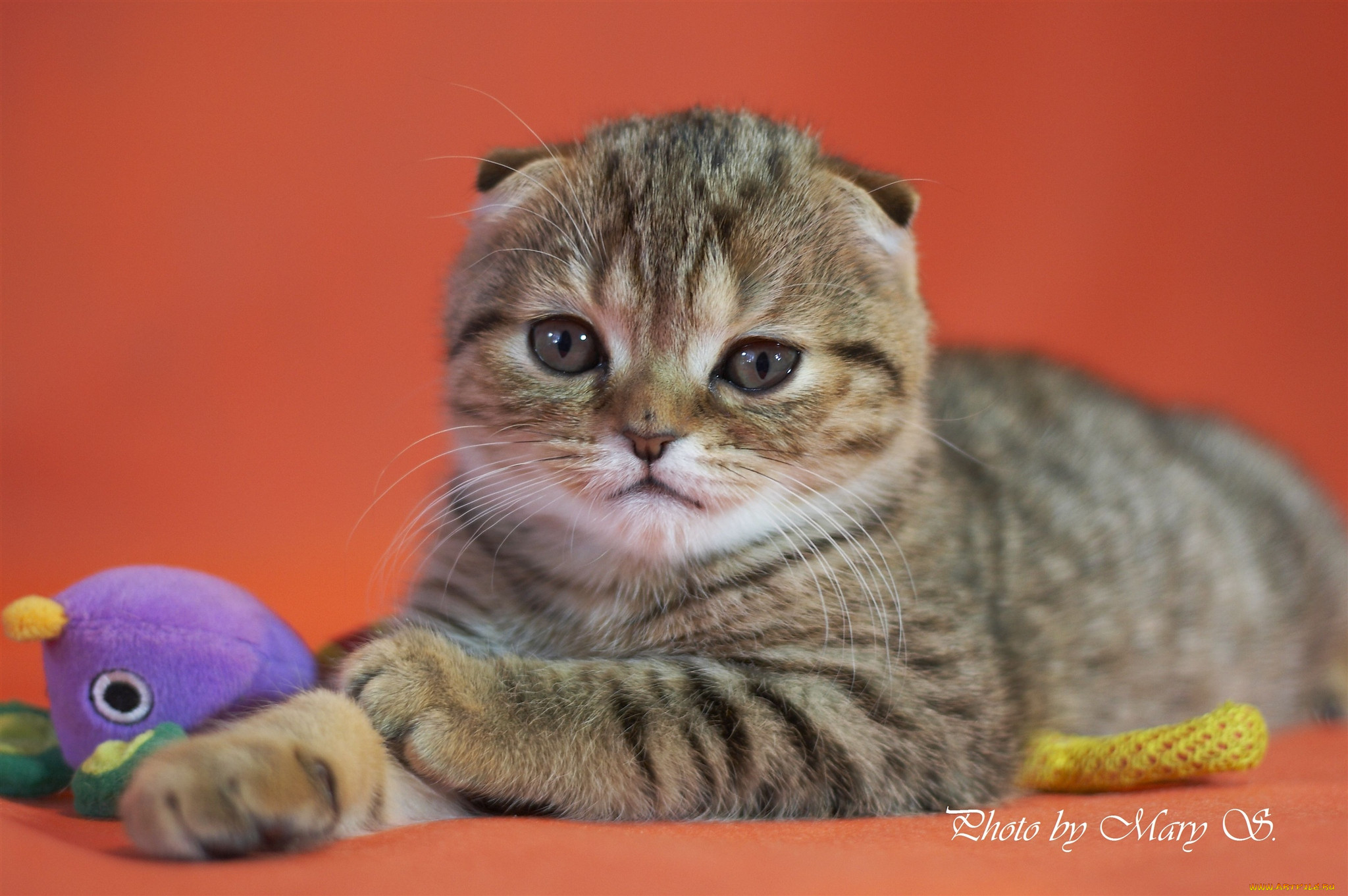 , , scottish, fold, , 